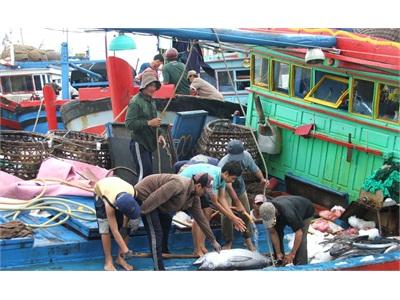 Săn Cá Ngừ… Hàng Bay