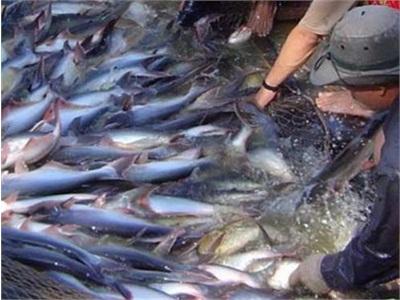 Cá Tra Chiếm 22% Giá Trị Xuất Khẩu Thủy Sản Việt Nam