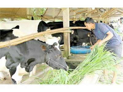 Nâng Cao Chất Lượng Bò Sữa Nông Hộ