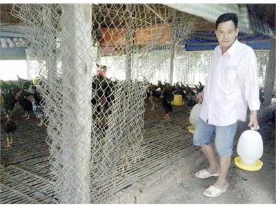 Liên Kết Nuôi Gà Thịt Hiệu Quả