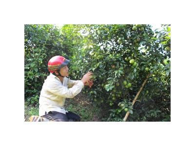Cây Chanh Đào Trồng Chơi, Ăn Thật