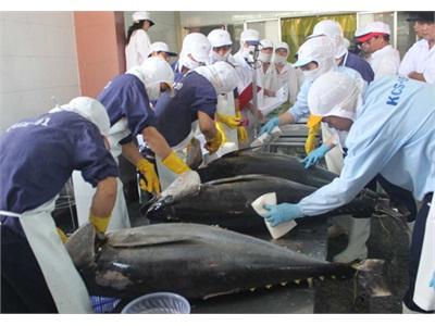 Nhật Bản Tiếp Tục Hỗ Trợ Bình Định Xuất Khẩu Cá Ngừ