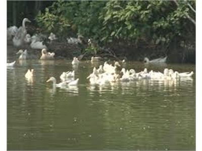 Tăng Cường Công Tác Phòng Chống Dịch Bệnh Mùa Đông - Xuân