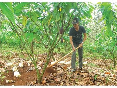 Chuyển Đổi Cây Điều Ở Đắk Rlấp Đang Gặp Khó