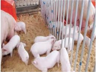 Mô Hình Chăn Nuôi Heo Trên Đệm Lót Sinh Học Đem Lại Nhiều Lợi Ích