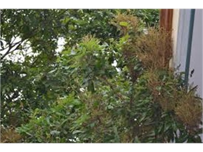 Phú Giáo (Bình Dương) Ngăn Chặn Hiệu Quả Dịch Bệnh Trên Cây Trồng