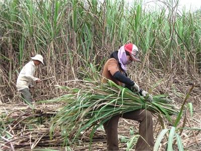 Đường Bình Định Niên Vụ Mới Đầy Thách Thức