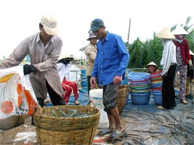 Giá Tôm Sú, Tôm Thẻ Chân Trắng Tăng Nhẹ Trở Lại