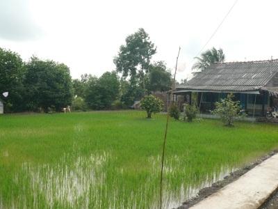 Cà Mau Gieo Cấy Vụ Lúa Trên Đất Nuôi Tôm Không Đạt Kế Hoạch