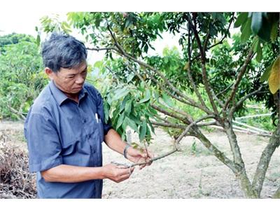 Quảng Ninh Hướng Đi Mới Trong Cải Tạo Vườn Cây Kém Hiệu Quả