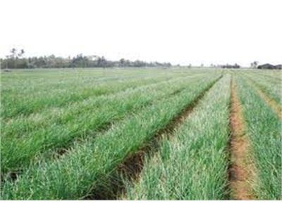 Vĩnh Châu (Sóc Trăng) Xuống Giống Hành Tím Sớm Vụ Đông Xuân Năm 2014