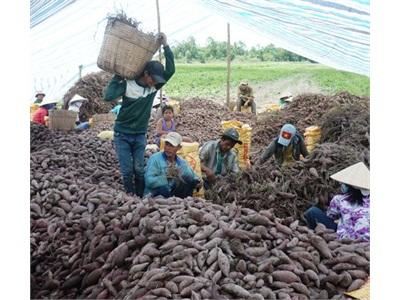 Nông Dân Vĩnh Long Trồng Khoai Lang Tím Nhật Đang Bị Lỗ