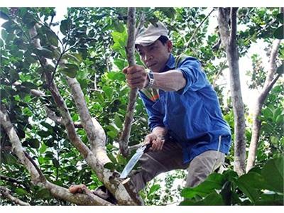 Trở Về Với Bưởi Năm Roi