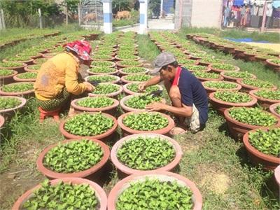 Làng Hoa Phong Phú Đón Vụ Tết