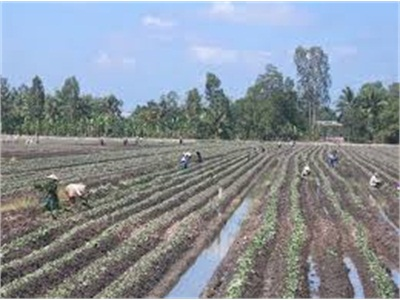 Mô Hình Luân Canh Cá Và Hoa Màu Nhiều Triển Vọng
