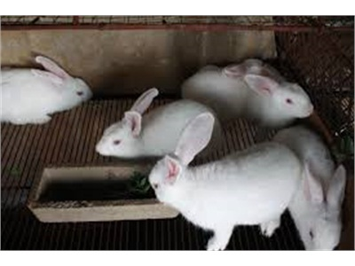 Mô Hình Nuôi Thỏ Cho Hiệu Quả Kinh Tế Cao
