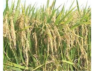 Năng Suất Lúa Lai Syn 6 Đạt Hơn 70 Tạ/ha