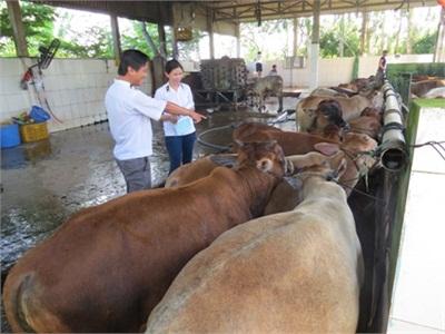 Tân Hồng (Đồng Tháp) Đẩy Mạnh Phát Triển Ngành Hàng Bò