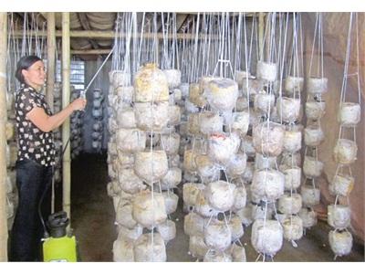 Vì Sao Nghề Trồng Nấm Hiệu Quả Nhưng Chưa Phát Triển