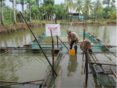 Trạm Khuyến Nông Thị Xã Tân Châu Trình Diễn Mô Hình Nuôi Cá Còm