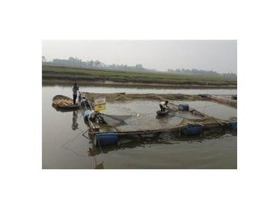 Hội Nghị Tổng Kết Mô Hình Cá Diêu Hồng Trong Lồng