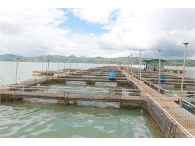 Nuôi Cá Lồng Bè Công Nghiệp Cần Một Định Hướng Đúng