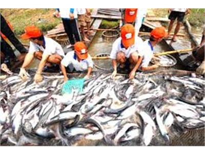 Khuyến Nông Huyện Phú Tân Hội Thảo Mô Hình Nuôi Cá Tra BMP Tại Xã Phú Hiệp