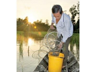 Cánh Đồng Mẫu Nuôi Tôm Quảng Canh Cải Tiến Nâng Cao Năng Suất Tôm Nuôi