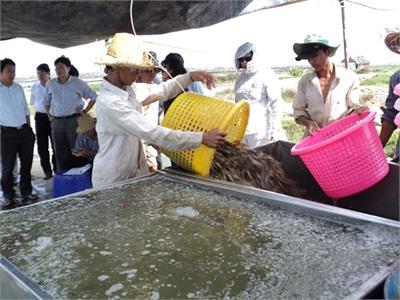 Bấp Bênh Thị Trường Tôm Thẻ Chân Trắng