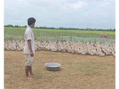 Làm Giàu Từ Trang Trại Chăn Nuôi