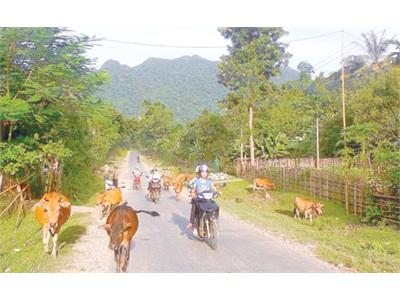 Phát Triển Chăn Nuôi Nông Hộ Miền Núi Vẫn Khó Khăn