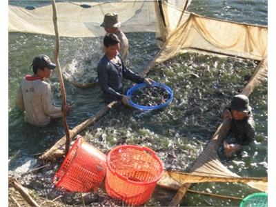 Thu Nhập Bình Quân Đầu Người Ở 8 Xã Biên Giới Đạt 16 Triệu Đồng/người/năm