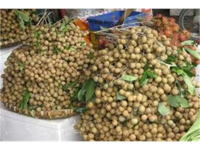 Hướng Dẫn Kỹ Thuật Sản Xuất Nhãn Toàn Theo Hướng VietGAP
