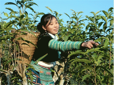 Đậm Đà Chè Shan Tuyết Phình Hồ