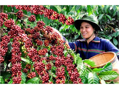 Khuyến Khích Nông Dân Thu Hoạch Cà Phê Chín, Đảm Bảo Chất Lượng