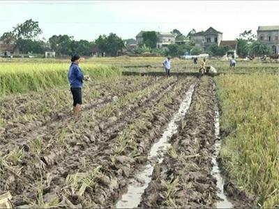 Lâm Thao Đẩy Nhanh Tiến Độ Gieo Trồng Cây Vụ Đông