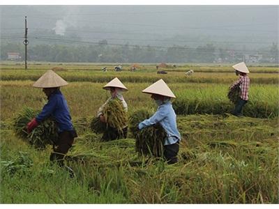 Rì Rào Đồng Lúa Mường Thanh
