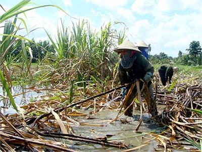 Nóng Dần Thu Hoạch Mía Chạy Lũ