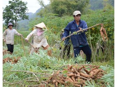 Quảng Ngãi Thu Hoạch Mì Chạy... Úng