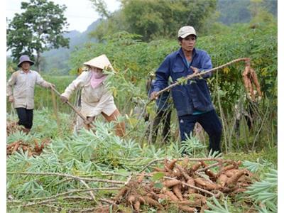 Quảng Ngãi Thu Hoạch Mì Chạy... Úng