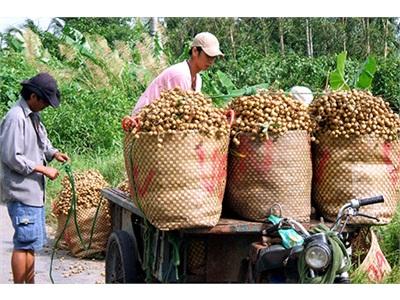 Tìm Hướng Đi Bền Vững Cho Cây Ăn Trái