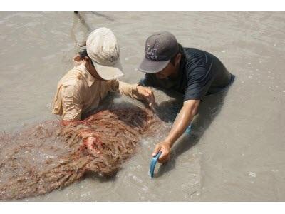 Cà Mau Gian Nan Đường Phát Triển Tôm Công Nghiệp