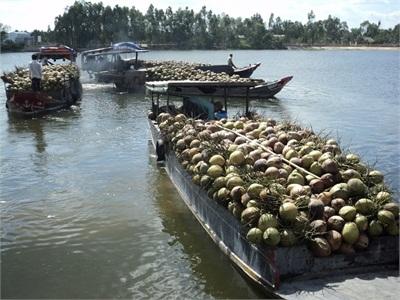 Sản Lượng Trái Cây Lâu Năm Trên Địa Bàn Tỉnh Tăng Khá Trong Những Tháng Đầu Năm