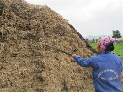 Trồng Ngô Làm Thức Ăn Cho Bò Sữa Đem Lại Lợi Ích Kép
