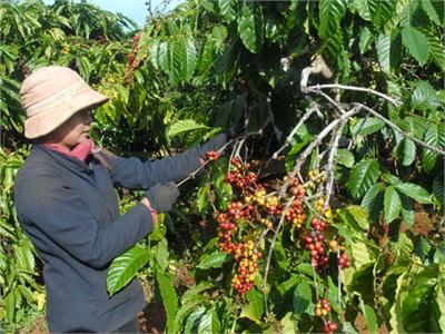 Cà Phê Nhiều Nhưng Không Tinh
