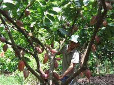 Trồng Ca Cao Xen Điều Thu Nhập 80 Triệu Đồng/ha/năm