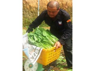 Lãi Tiền Tỷ Từ Trồng Cải Bó Xôi