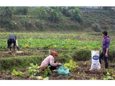 Kiệt Sơn Thay Đổi Tập Quán Sản Xuất Vụ Đông