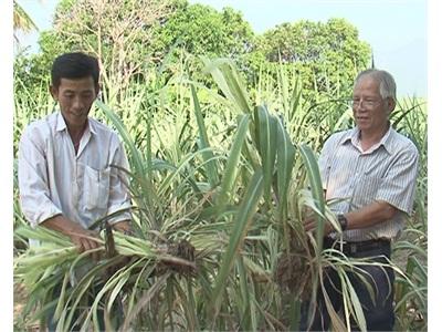 Khó Khăn Chuyển Đổi Cây Trồng Tại Những Vùng Trồng Mía Ninh Hòa (Khánh Hòa)