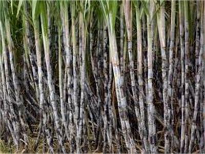 Doanh Nghiệp Bất Động Sản Sống Nhờ Mía, Phân Bón